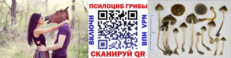 купить цена ОМГ ОМГ ссылки Псилоцибиновые грибы Psilocybine cubensis Нижний Тагил